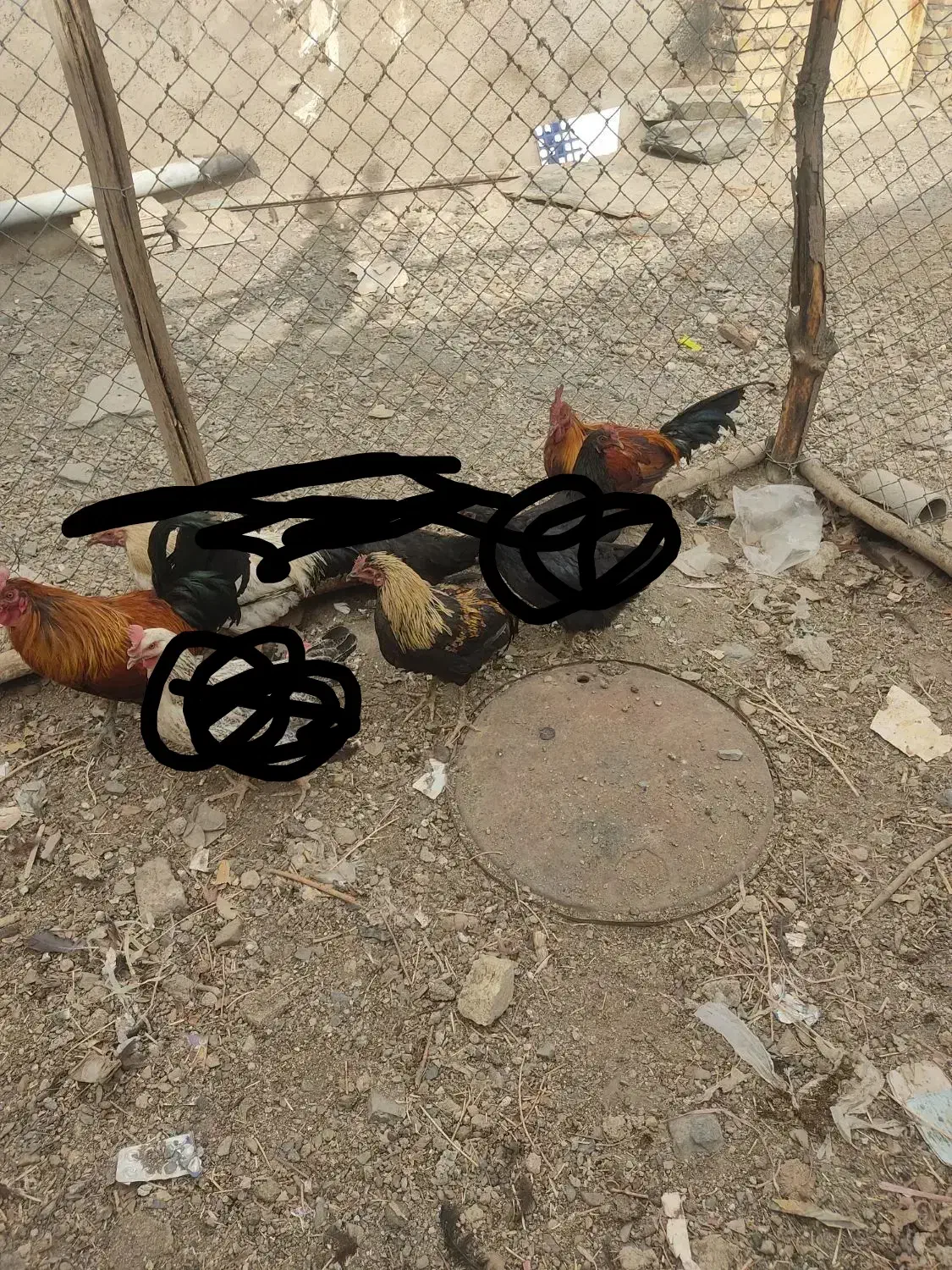 خروس|حیوانات مزرعه|ملایر, |دیوار