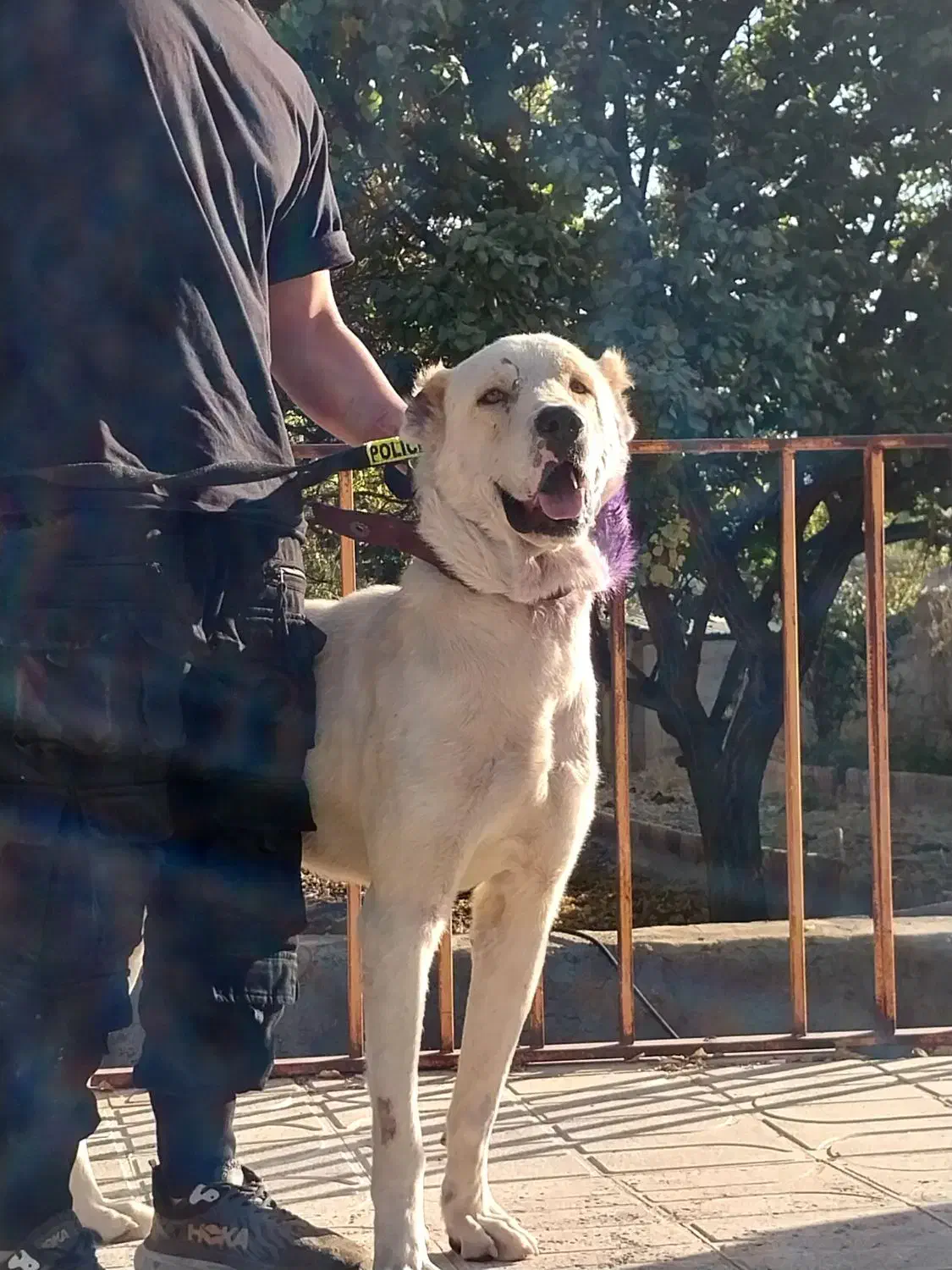 واگذاری افغان|سگ|ماهان, |دیوار