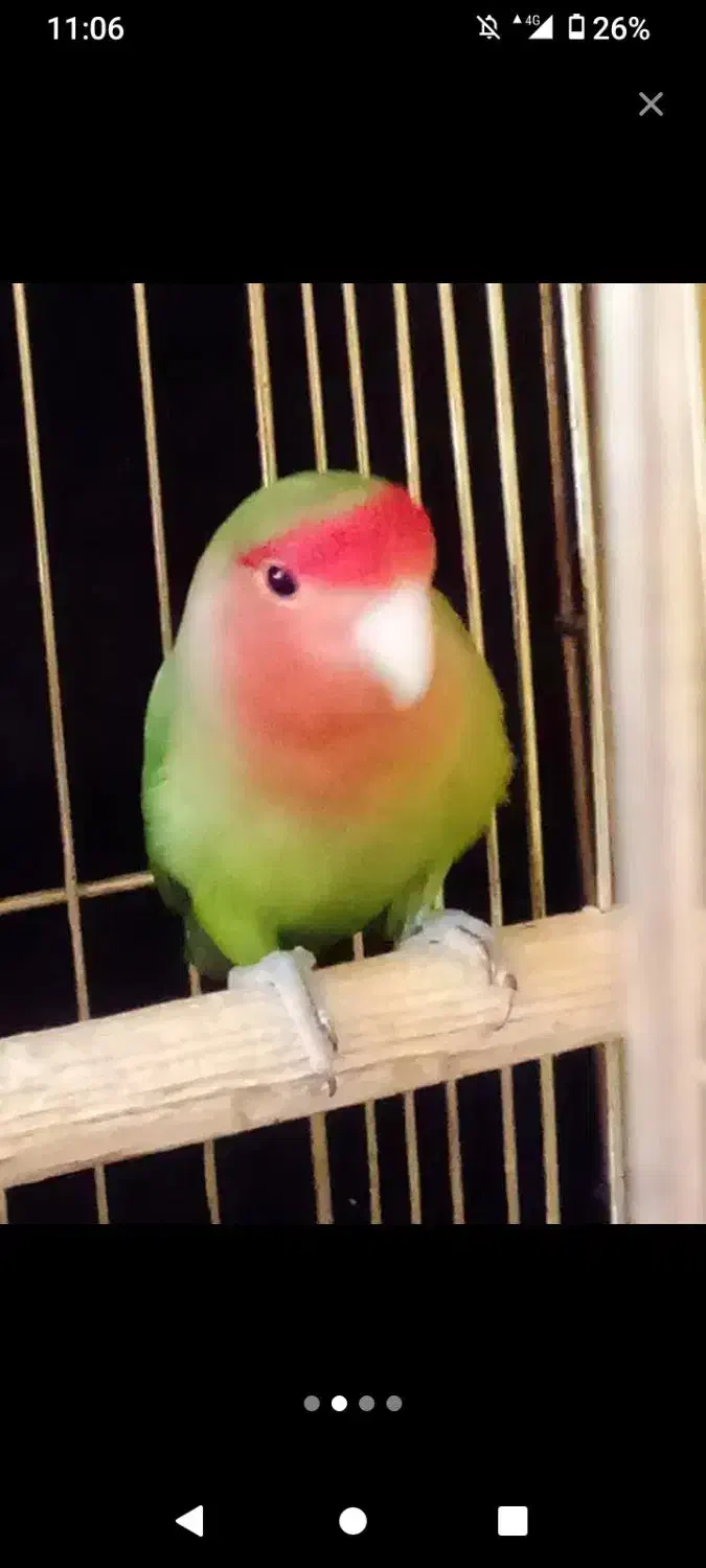 کوتوله برزیلی|پرنده|قم, دورشهر|دیوار