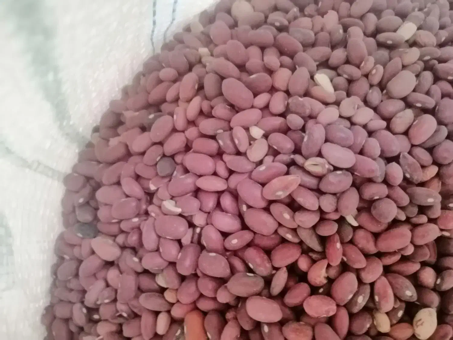 لوبیا قرمز  درجه یک به شرط|خوردنی و آشامیدنی|شیراز, رکن‌آباد|دیوار