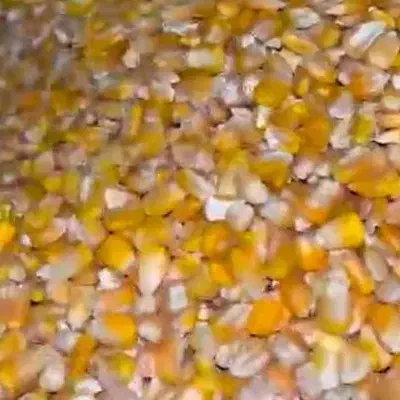 یونجه|لوازم جانبی حیوانات|شیراز, داریون|دیوار