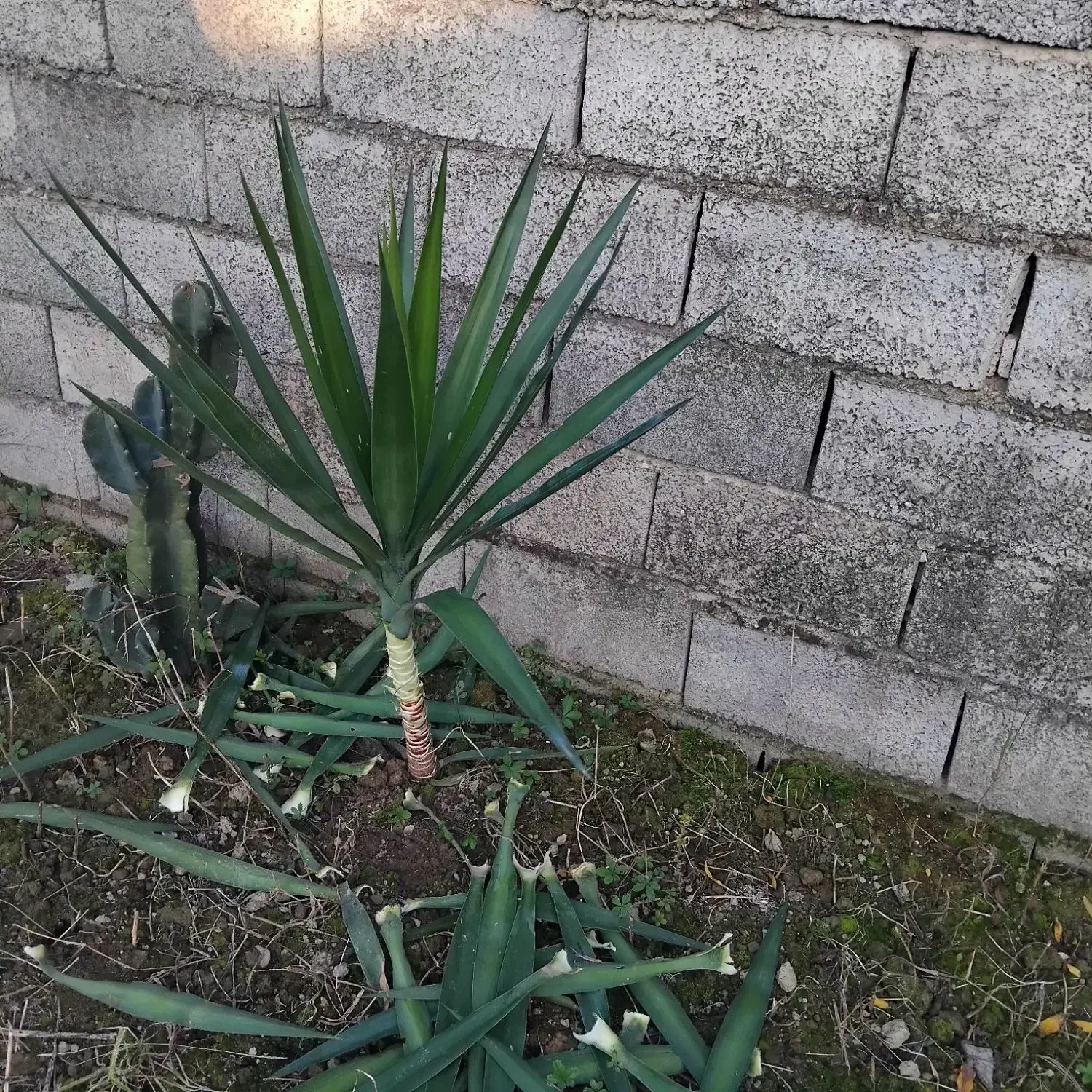 گل باباآدم تنه سبزویوگا|گل و گیاه طبیعی|امیرکلا, |دیوار