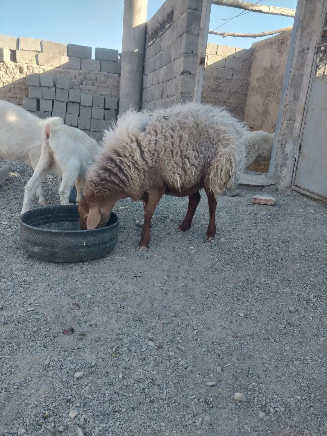 فروشی|حیوانات مزرعه|سیب و سوران, |دیوار