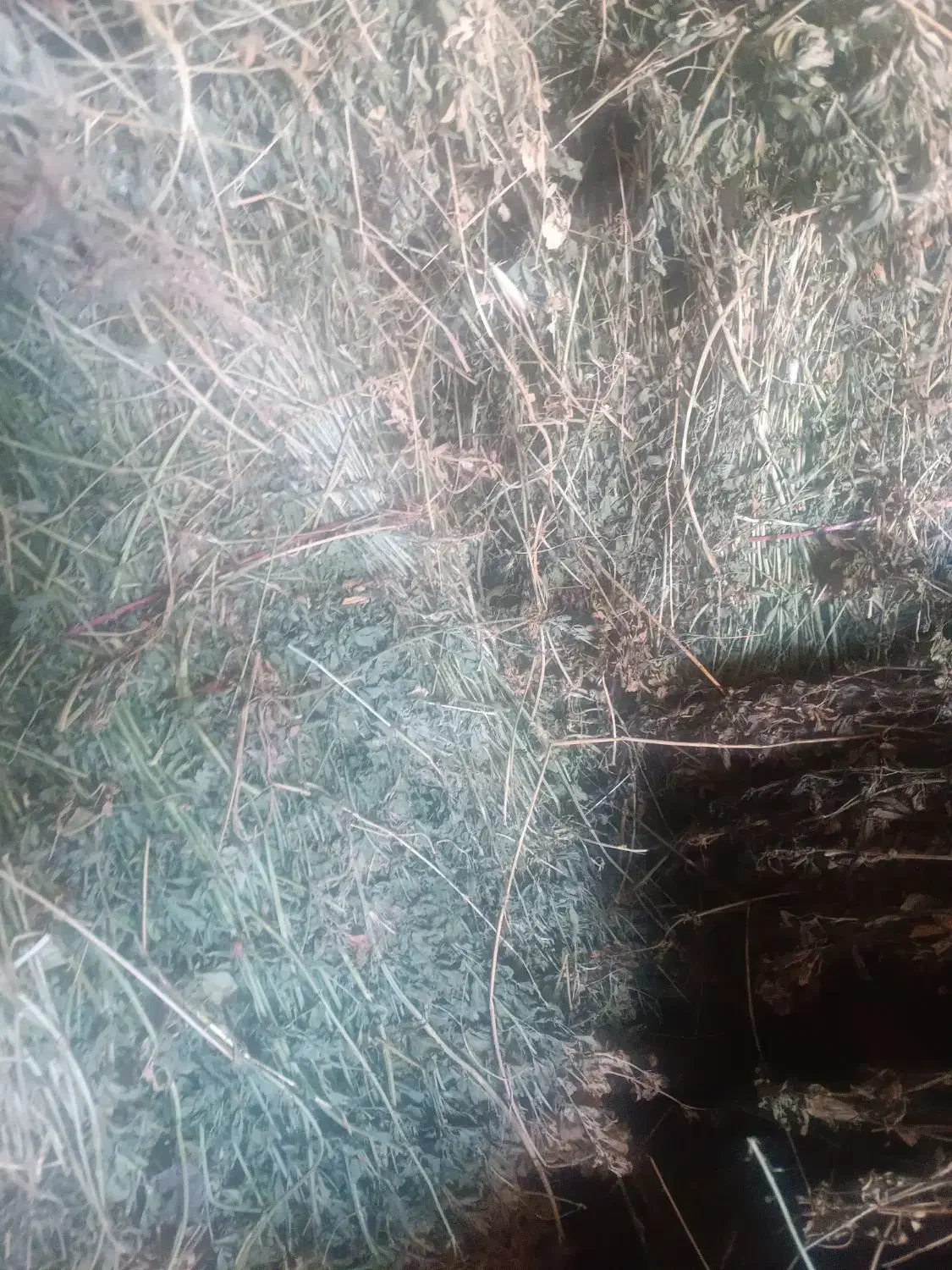 یونجه بیده|عمده‌فروشی|شیروان (خراسان), |دیوار