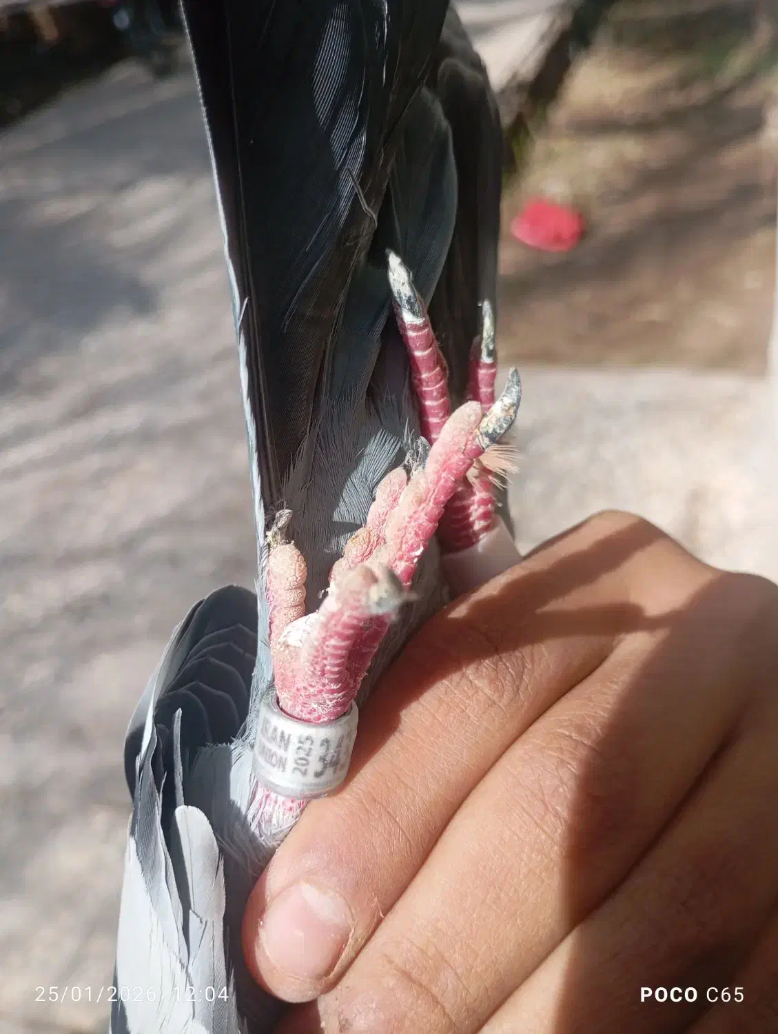 کبوتر پلاکی گرفتم|حیوانات|بم, |دیوار