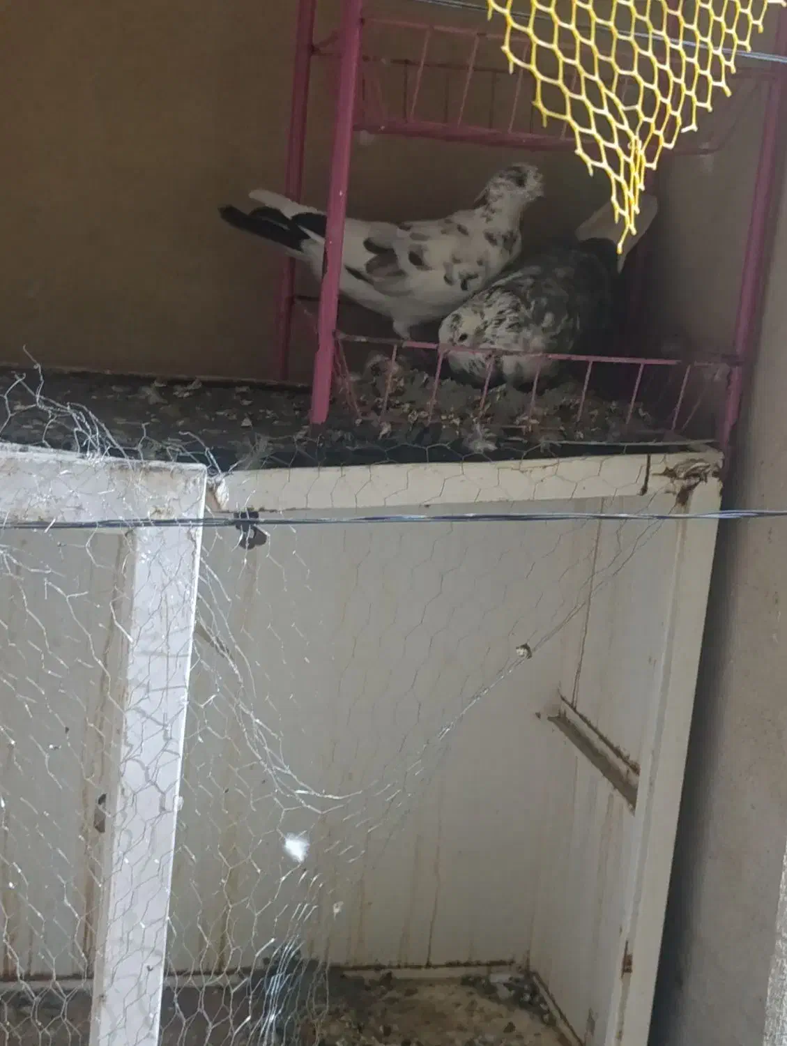 کبوتر پرشی|پرنده|ملکشاهی, |دیوار