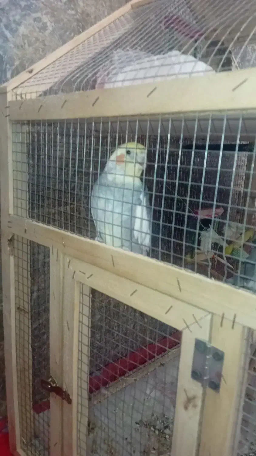 با سلام|پرنده|مشهد, کوشش|دیوار