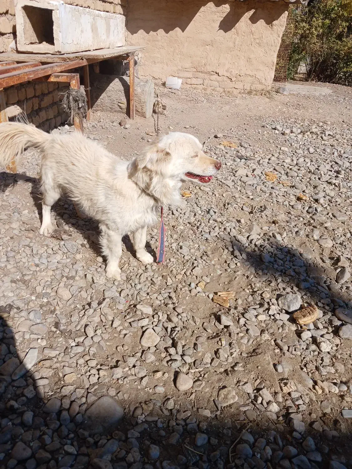 سگ پاکوتا|سگ|مشهد, جانباز|دیوار