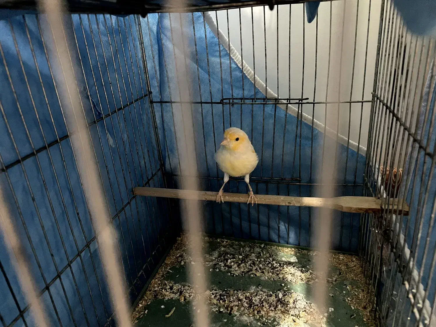 قناری و سهره|پرنده|هشتگرد, شهرک راه آهن|دیوار