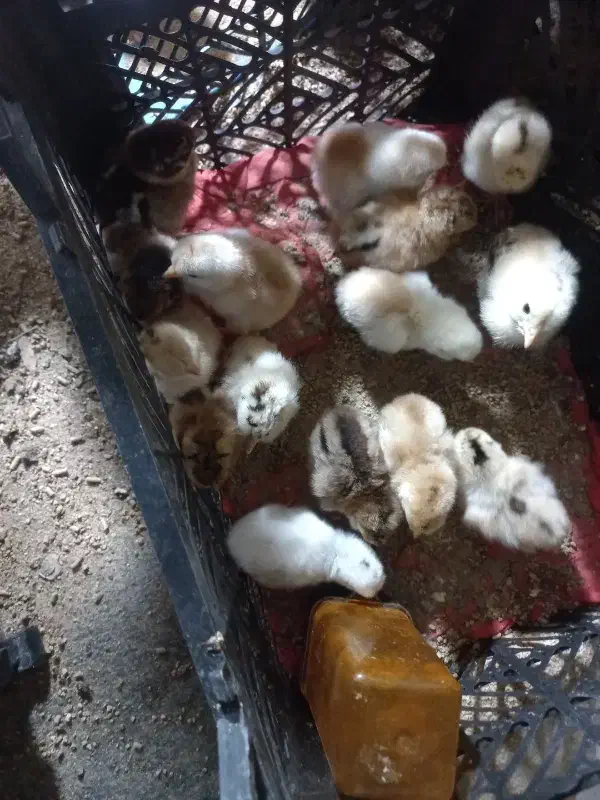 جوجه یک روزه یک هفته ای|حیوانات مزرعه|هامون, |دیوار