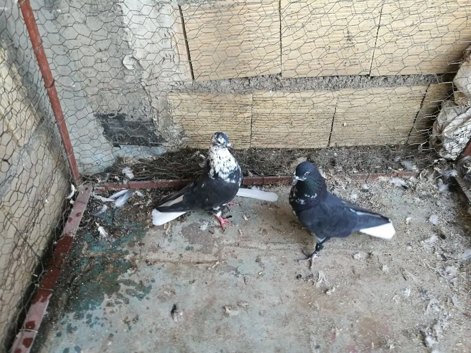 پرشی تیر ماه|پرنده|میانه, |دیوار