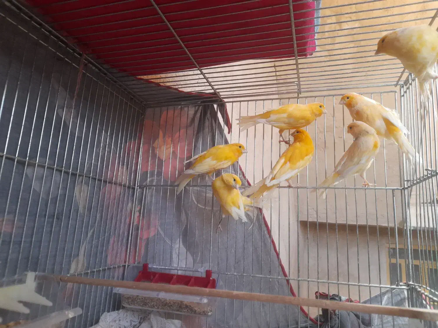 فروش قناری|پرنده|آباده, |دیوار