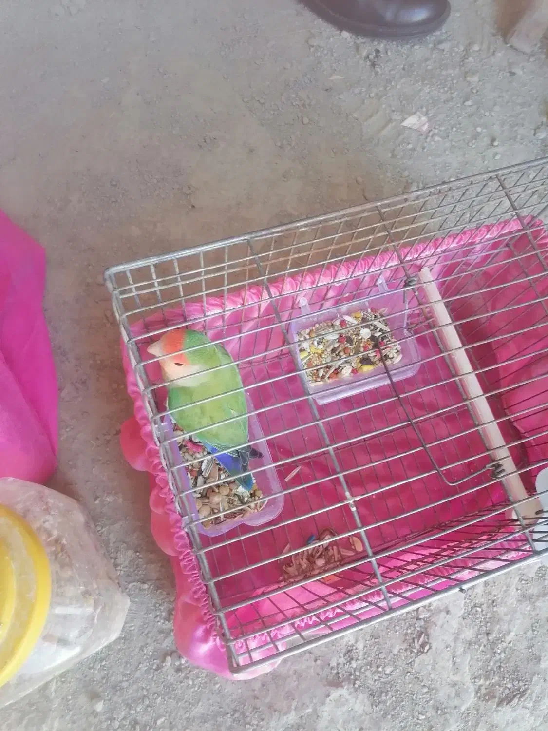 طوطی برزیلی ماده|پرنده|سنندج, |دیوار