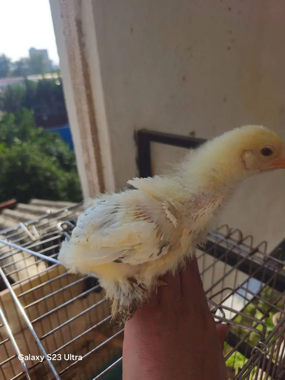 جوجه برهما لایت|حیوانات مزرعه|خرمآباد (تنکابن), |دیوار