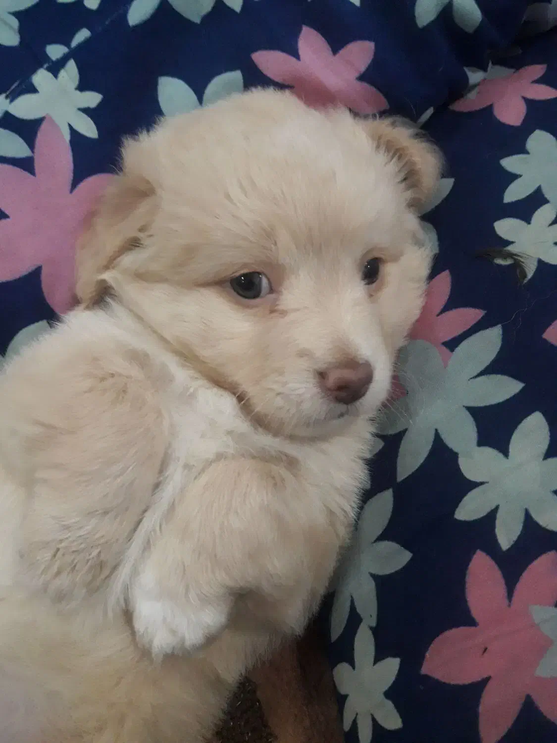 واگزاری طوله ماده اشپیتز|سگ|رشت, هلال احمر|دیوار