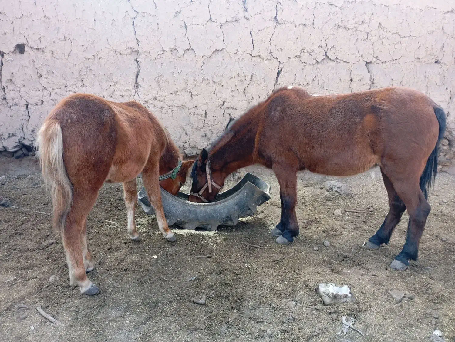 اسب|اسب و تجهیزات اسبسواری|مشهد, کارگران|دیوار