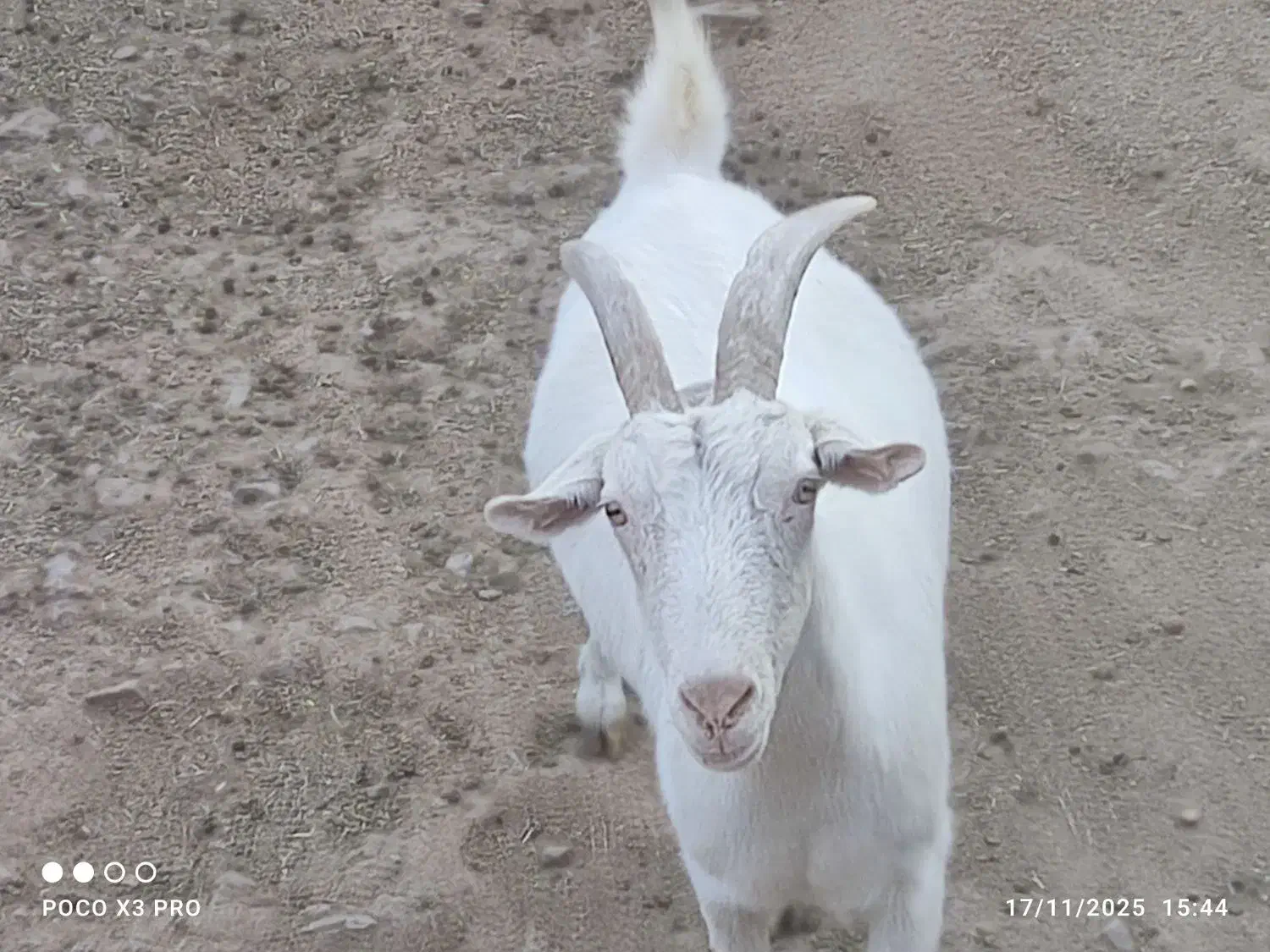 دام|حیوانات مزرعه|امیرآباد, |دیوار