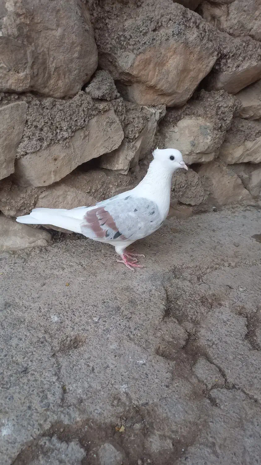 گرده دار|پرنده|چگنی, |دیوار