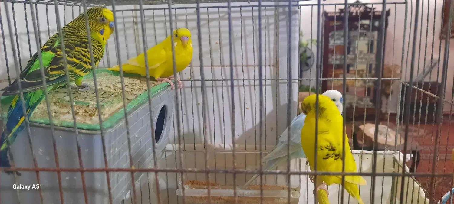 مرغ عشق|پرنده|اردبیل, |دیوار