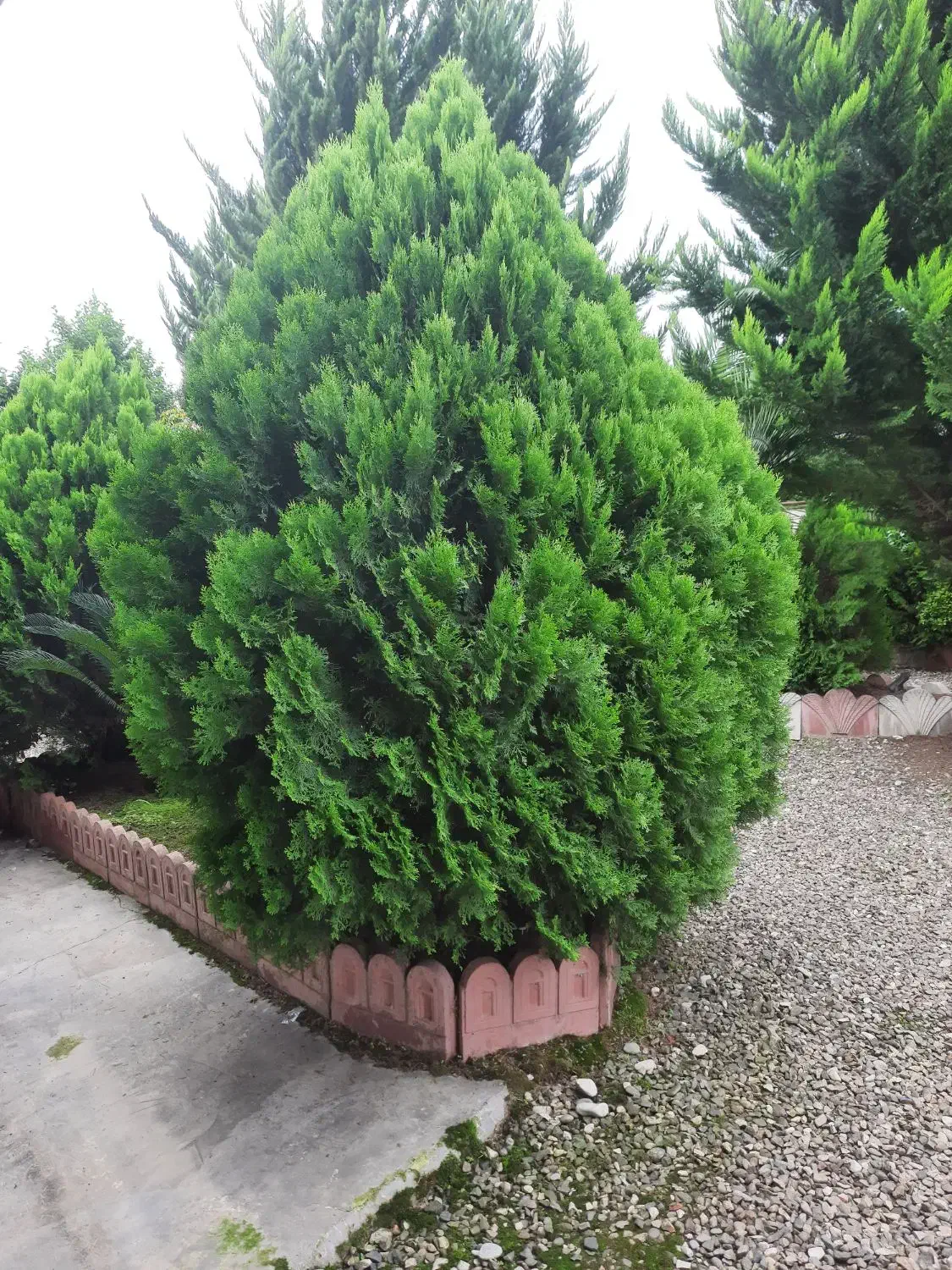 درخت کارج|گل و گیاه طبیعی|ماسال, |دیوار