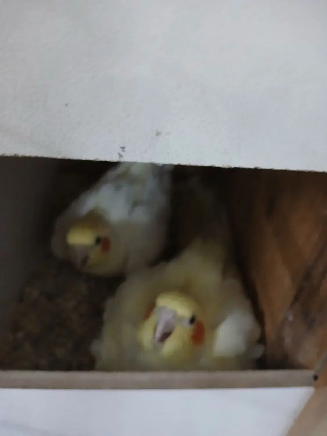 تخم عروس هلندی لوتینیو|پرنده|اسلامشهر, مظفریه|دیوار