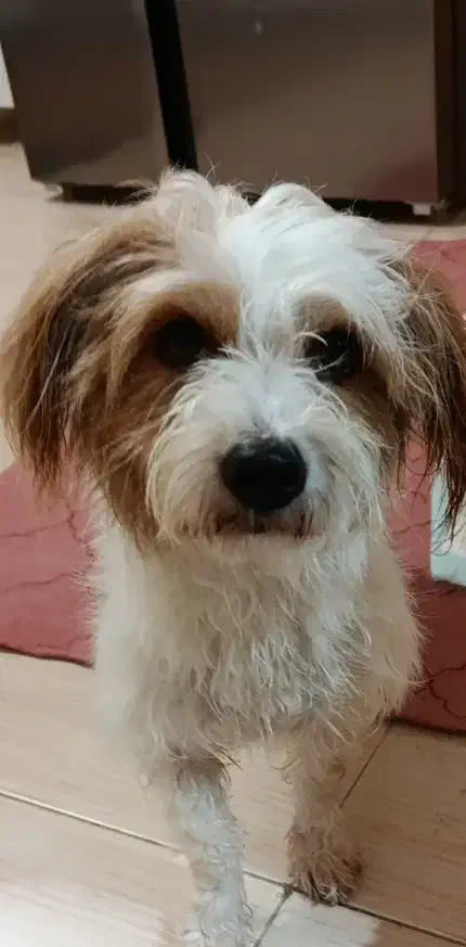 سگ پاکوتاه|سگ|اردبیل, |دیوار