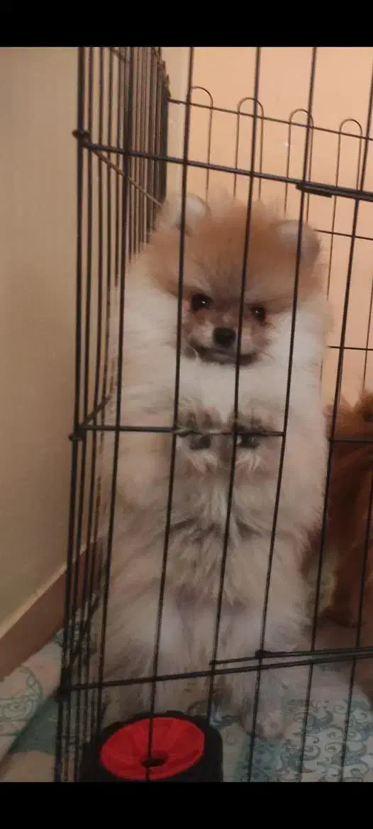 پامرانین خرسی|سگ|بندرعباس, |دیوار