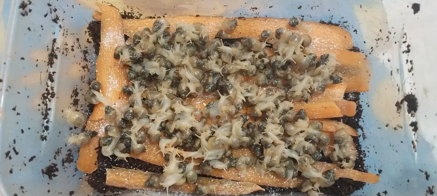 فروش حلزون|خزنده|شیراز, شریف‌آباد|دیوار