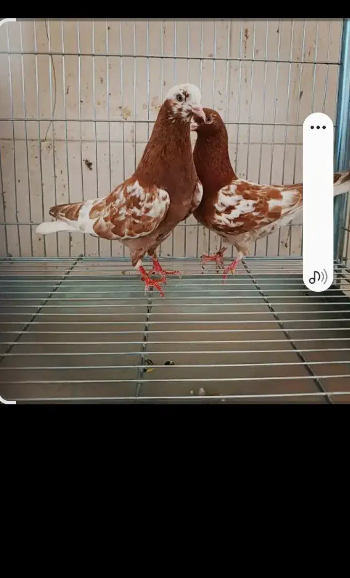 ماده انگلیسی|پرنده|معصومیه, |دیوار