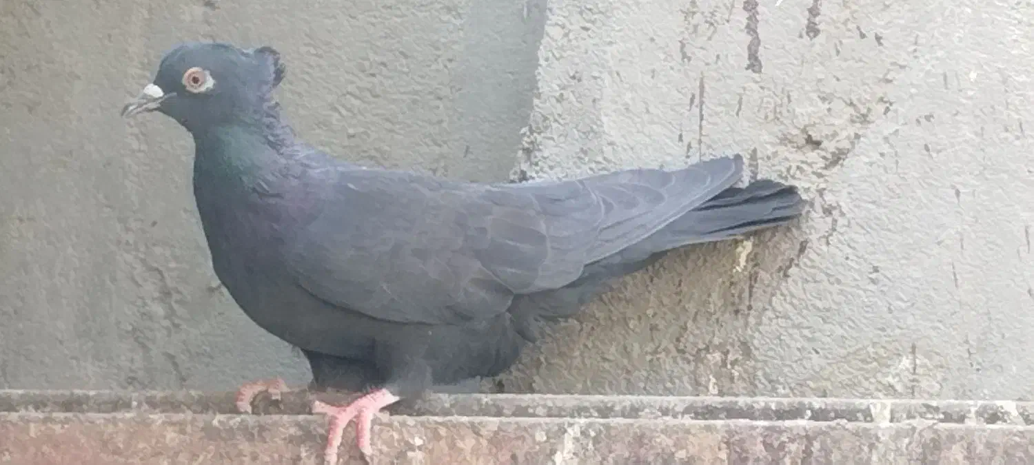 کفتر(کبوتر)|پرنده|بافق, |دیوار