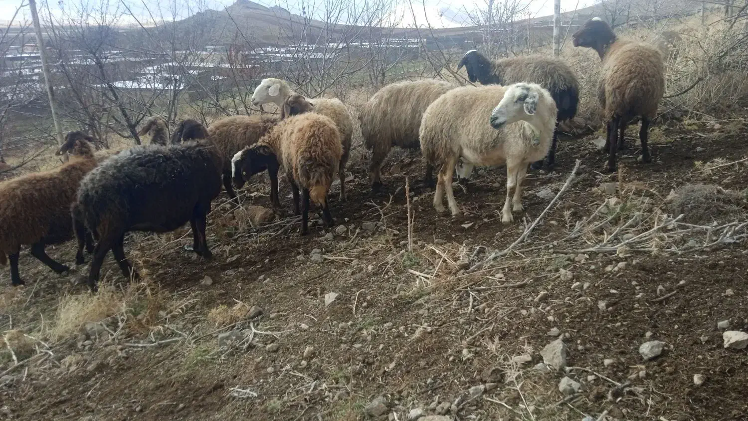 میش|حیوانات مزرعه|خرمآباد, |دیوار