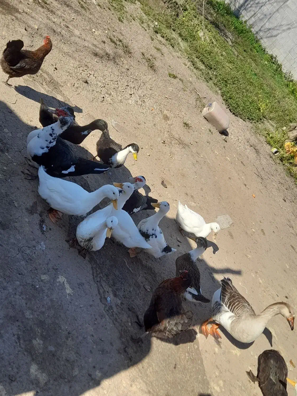 اردک محلی|حیوانات مزرعه|رشت, فرودگاه سردار جنگل رشت|دیوار