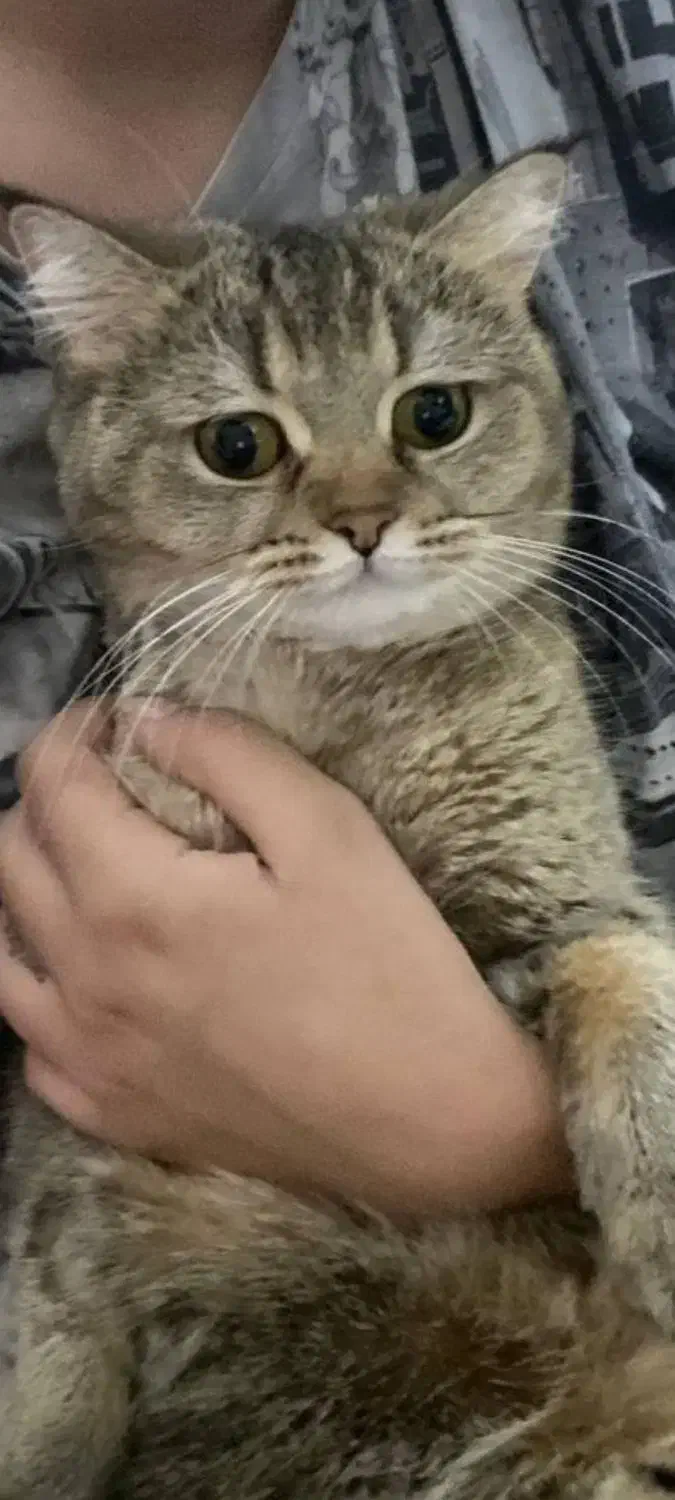 گمشده|گربه|کرمانشاه, |دیوار