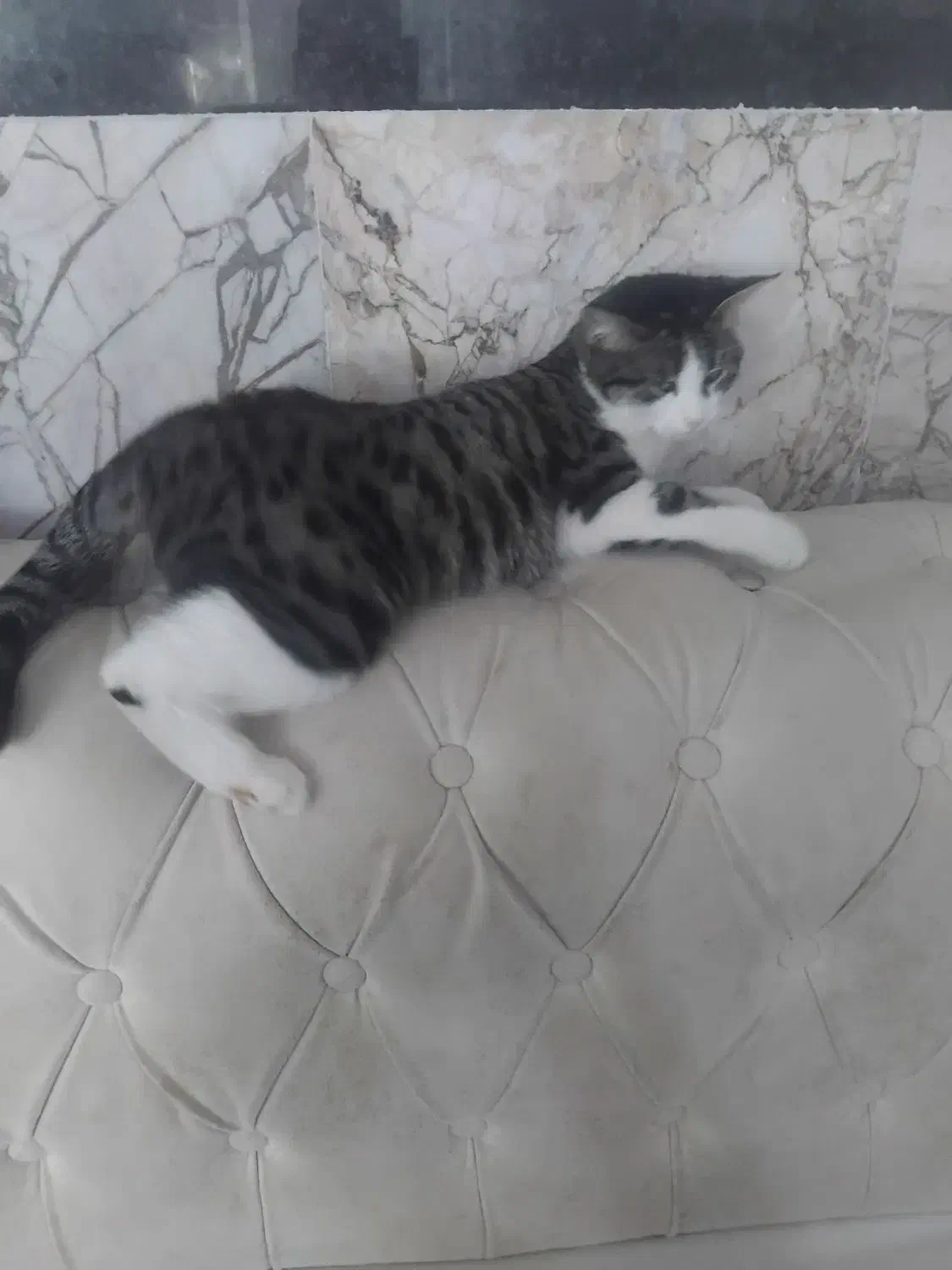 واگذاری گربه بصورت رایگان|گربه|بجنورد, |دیوار