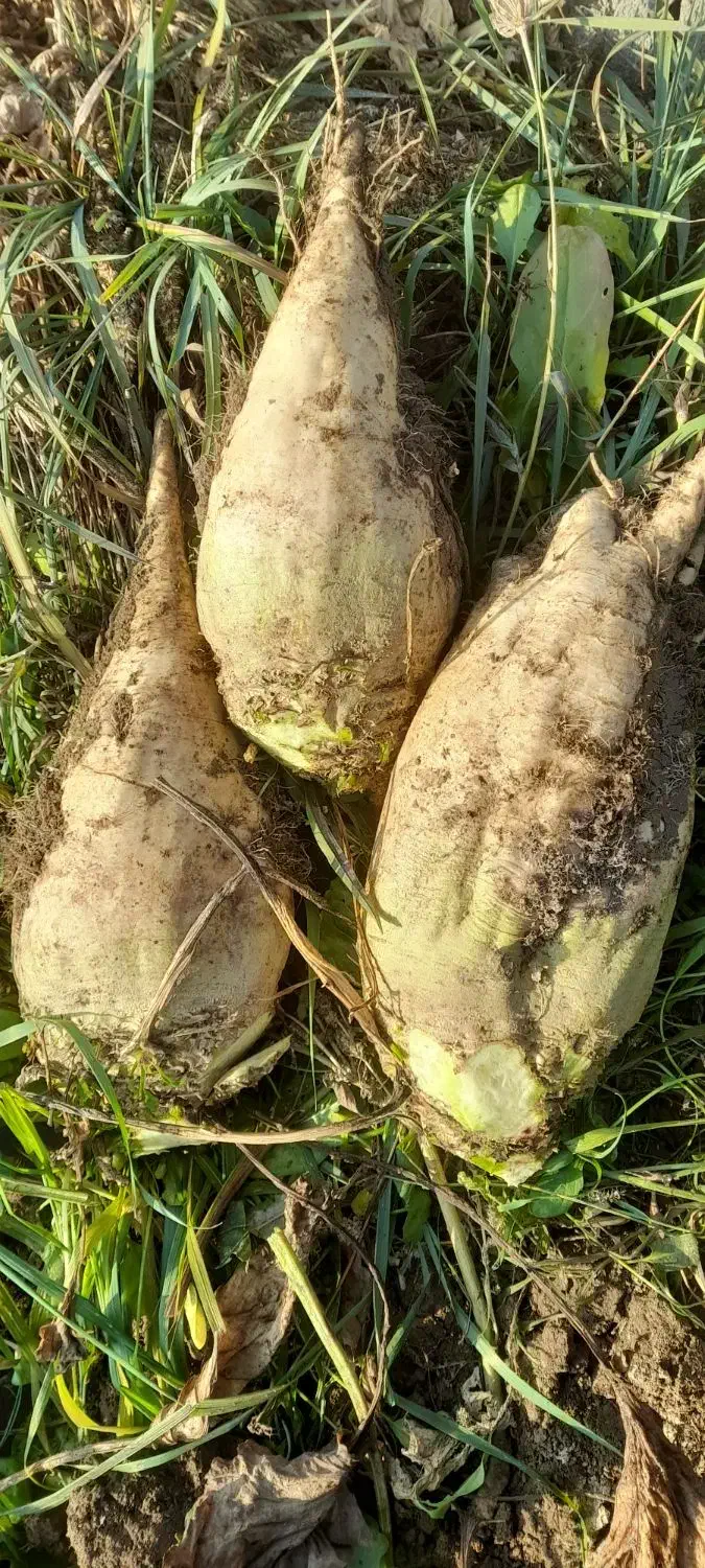 چغندر تازه و شیرین|لوازم جانبی حیوانات|میاندوآب, |دیوار