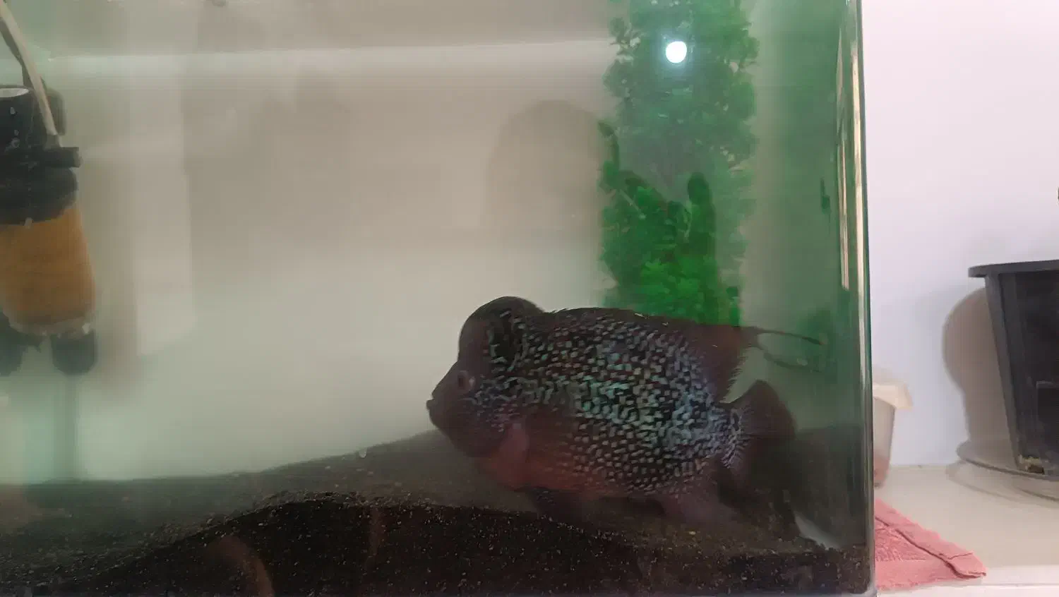 فلاور|ماهی|ارومیه, |دیوار