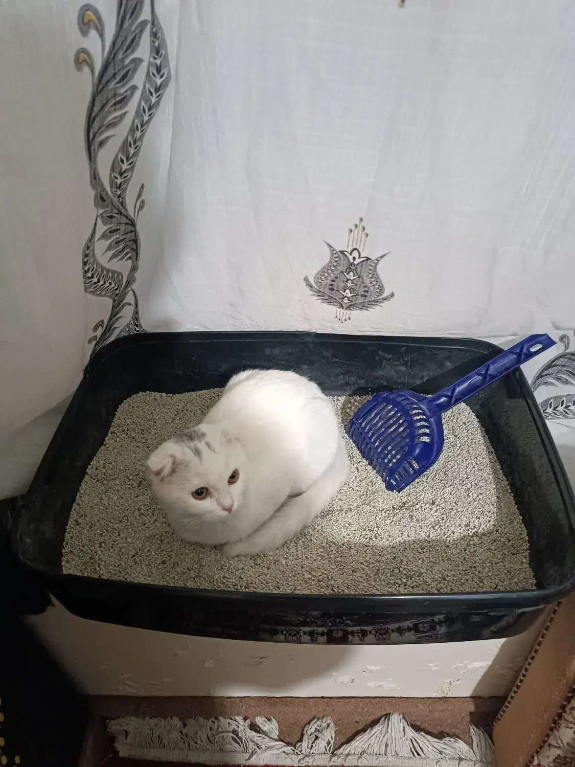 گربه اسکاتیش برتیش|گربه|تبریز, |دیوار