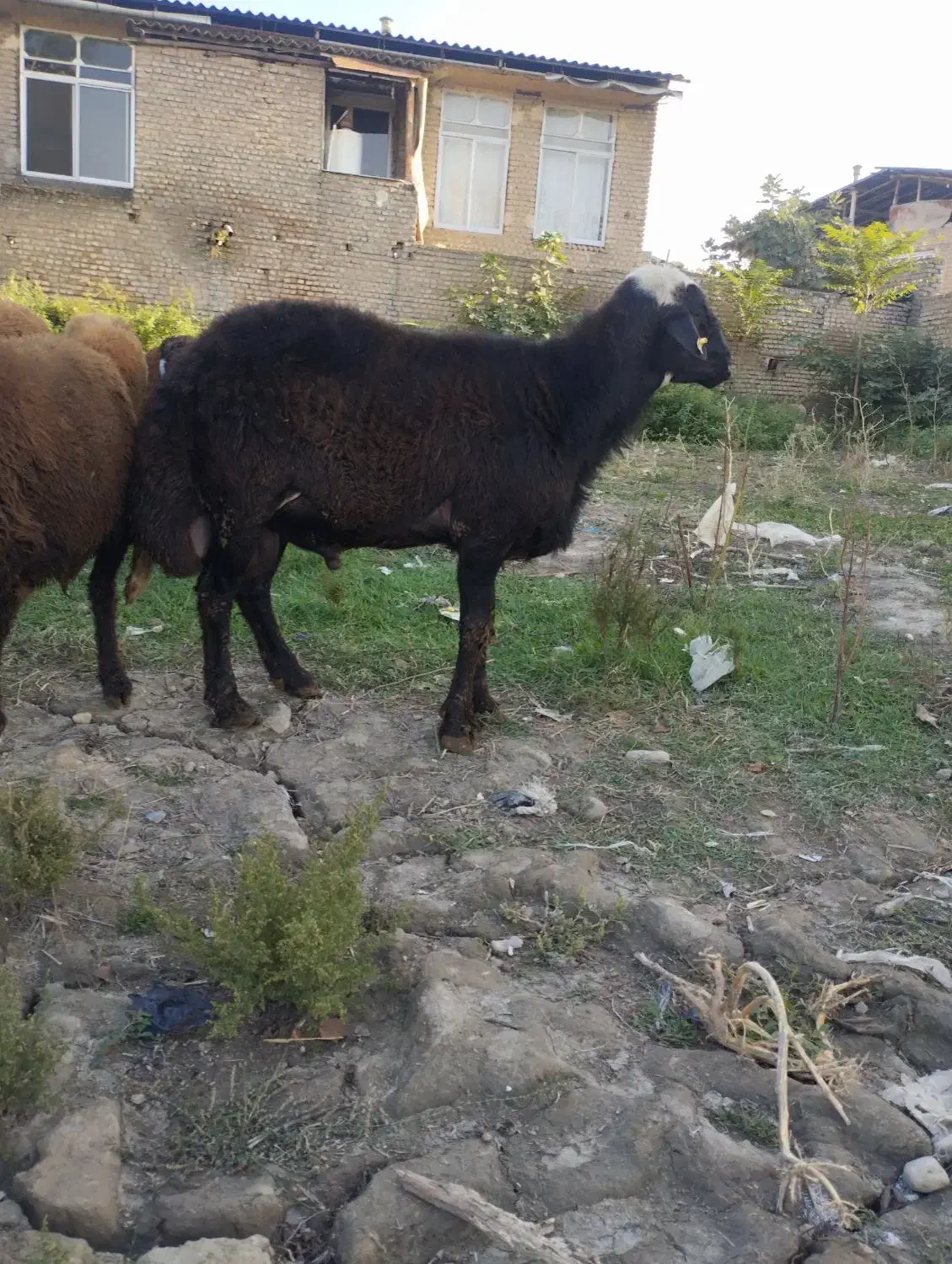 نر بره شیشک تخمی|حیوانات مزرعه|گرگان, |دیوار