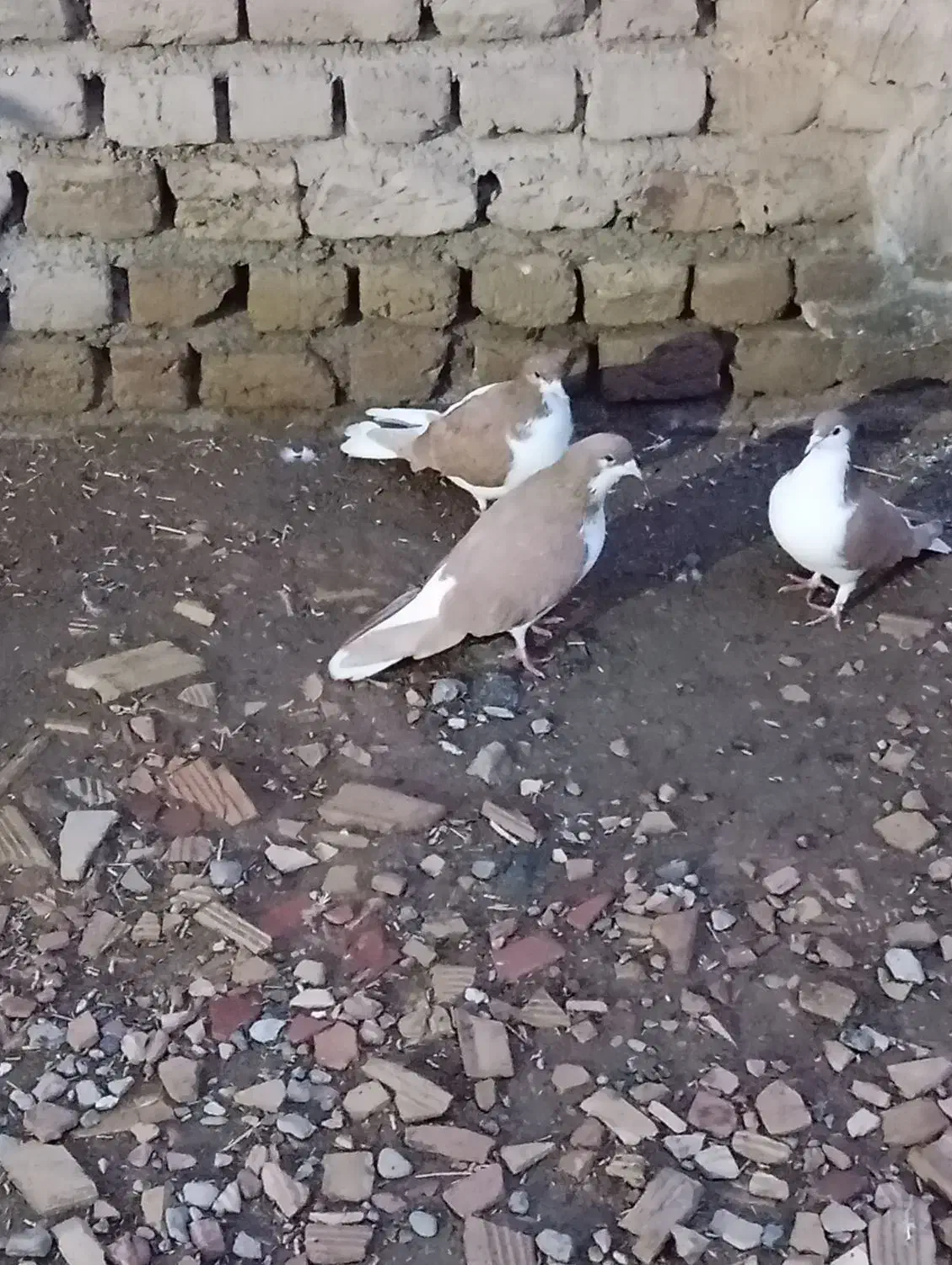 کفتر|پرنده|بشاریات, |دیوار