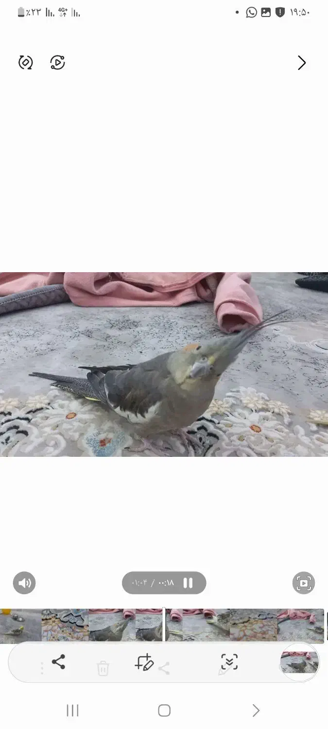 عروس هلندی ماده|پرنده|شیراز, درکی|دیوار