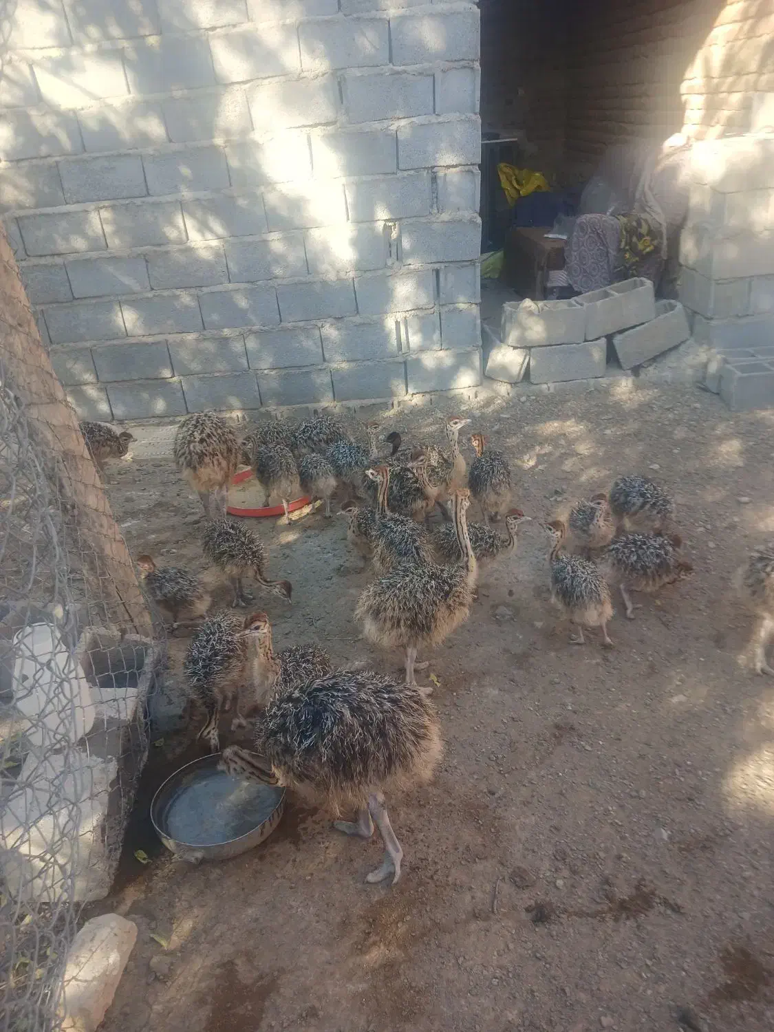 فروش جوجه شترمرغ|حیوانات مزرعه|بناب, |دیوار