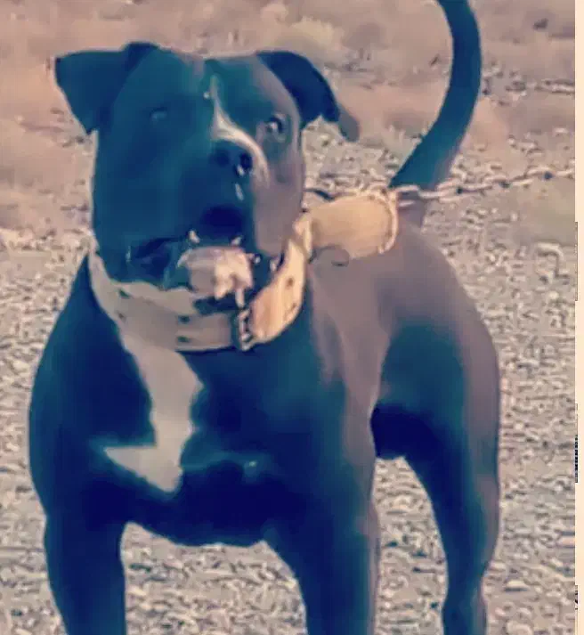 جنسیت نر ۱۲ ماهه نگهبان سفت سفت|سگ|ری, علایین|دیوار