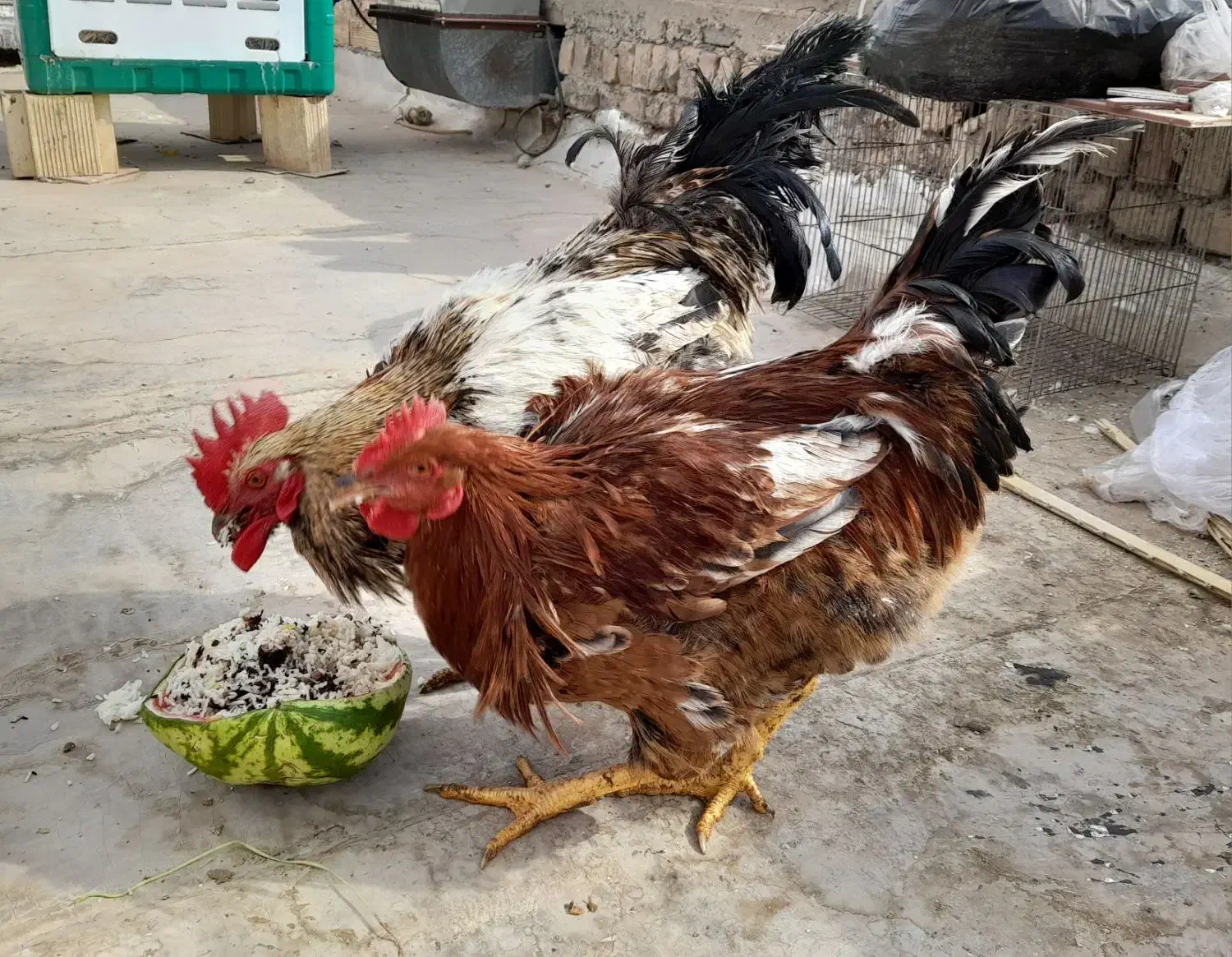 خروس|حیوانات مزرعه|حمیدیا, |دیوار