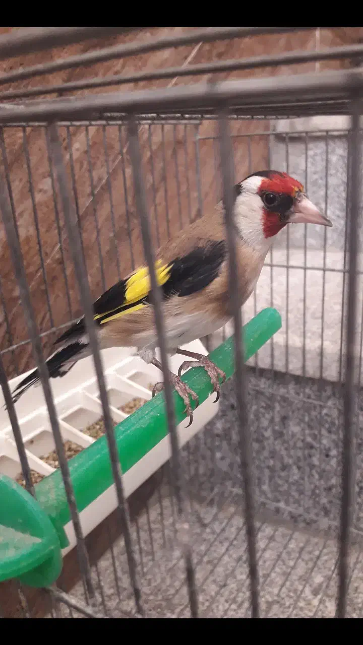 سهره|پرنده|فسا, |دیوار