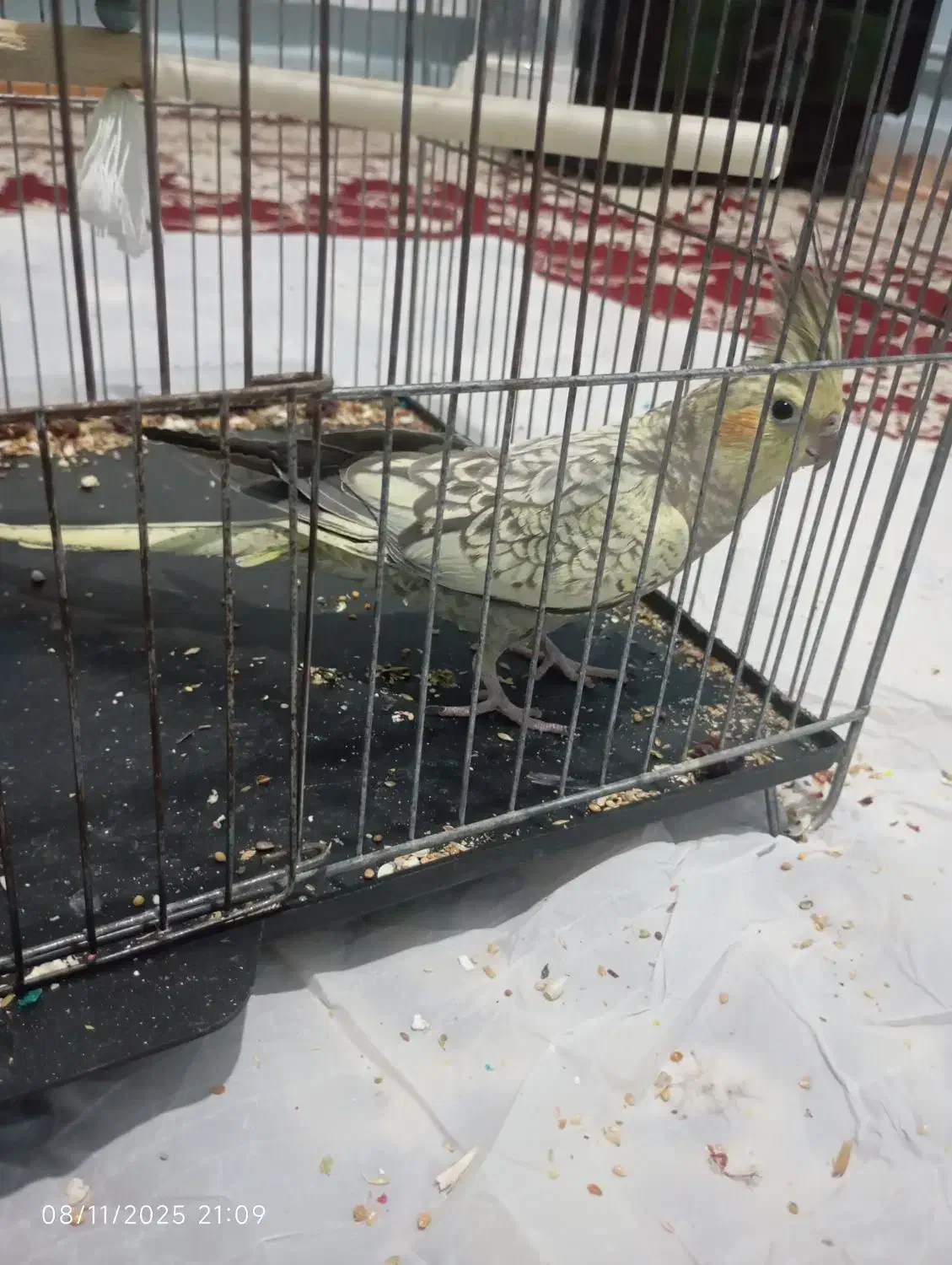 عروس هلندی دستی|پرنده|بیجار, |دیوار