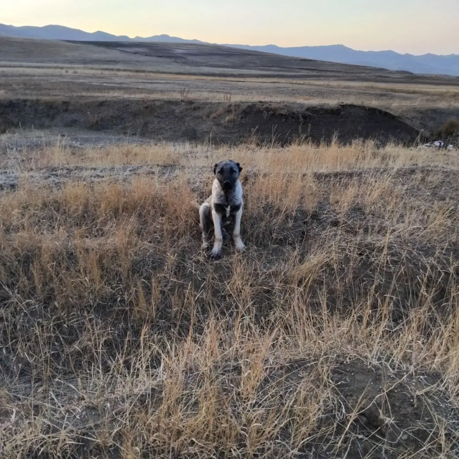 واگذاری گانگال|سگ|سیلوانه, |دیوار