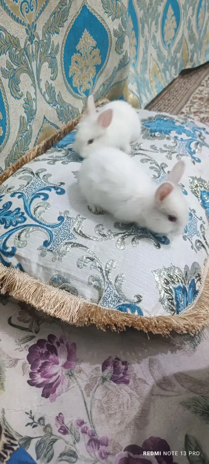 خرگوش|موش و خرگوش|بافق, |دیوار