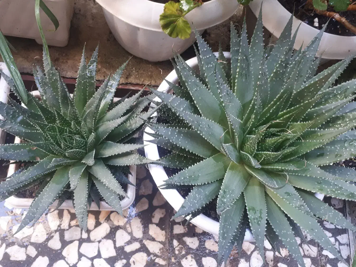 گل خانگی|گل و گیاه طبیعی|رشت, دروازه لاکان|دیوار