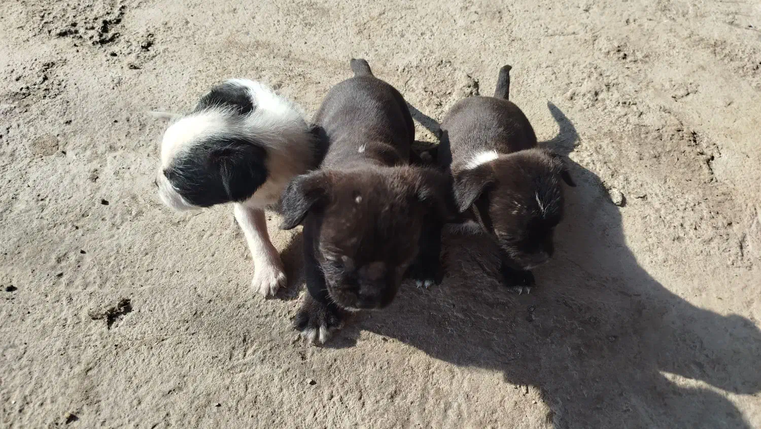 توله جهت واگذاری|سگ|کیاشهر, |دیوار