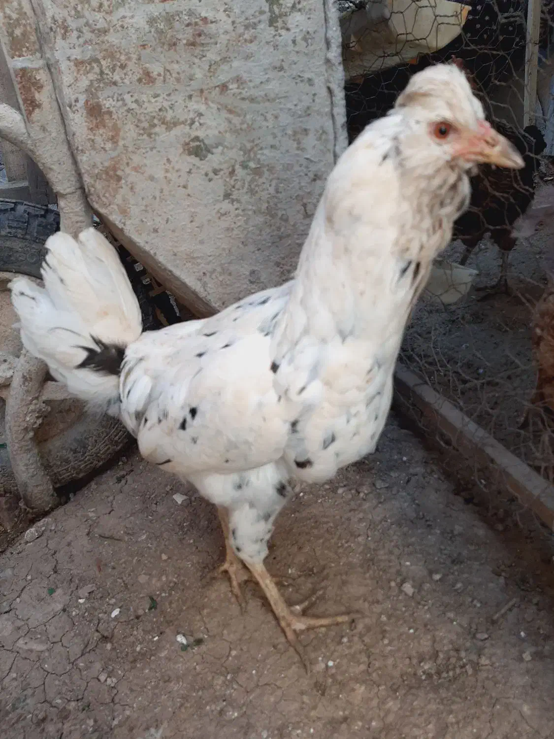 مرغ و خروس گلین|حیوانات مزرعه|سرپل ذهاب, |دیوار